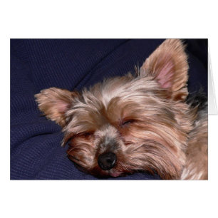 Nap Time