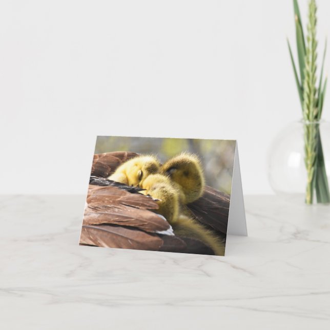 "Nap Time" (Canada Geese #2) - Blank Note Card (Front)