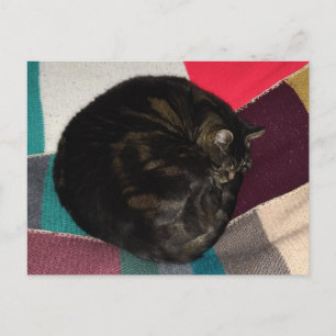 Nap Time Dave Postcard