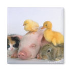 Nap Time for the Animals