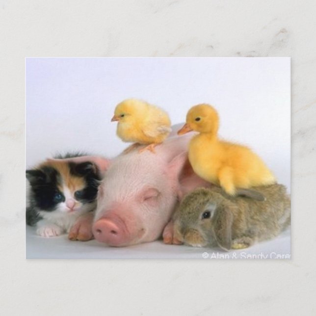 Nap Time for the Animals Postcard (Front)