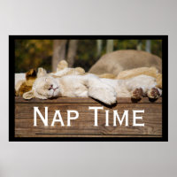 Nap Time Lion Cubs South Africa