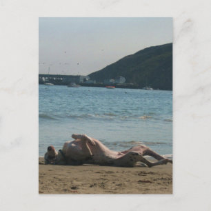 Nap Time... Postcard