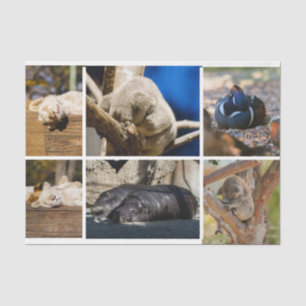 Nap Time Sleeping Animals Koala Decoupage Photo Tissue Paper