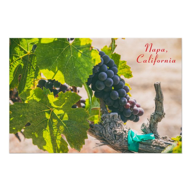 Napa, California Poster (Front)