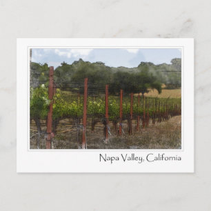 Napa Valley California Vineyard Postcard