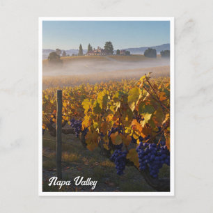 Napa Valley California Vinyard Winery Postcard