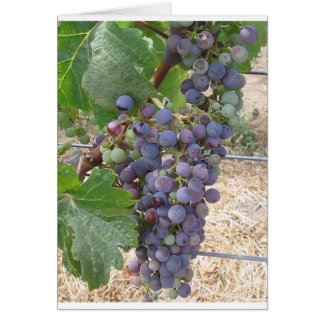 Napa Valley Grapes