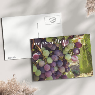 Napa Valley Vineyard Red & Green Grapes Postcard