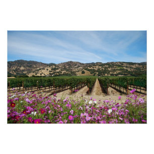 Napa Valley Vineyard with Cosmos Poster