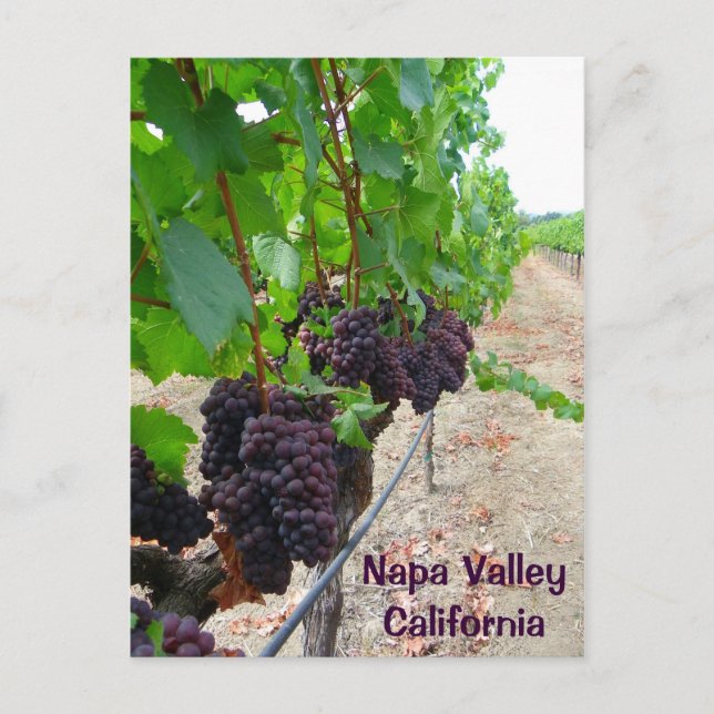 Napa Valley Vineyards Postcard! Postcard (Front)