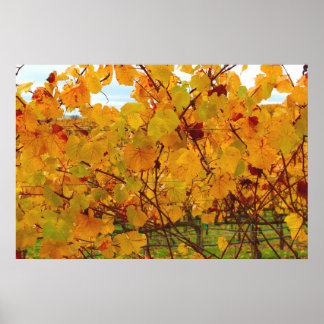 Napa Valley Wine Country Vineyard Poster