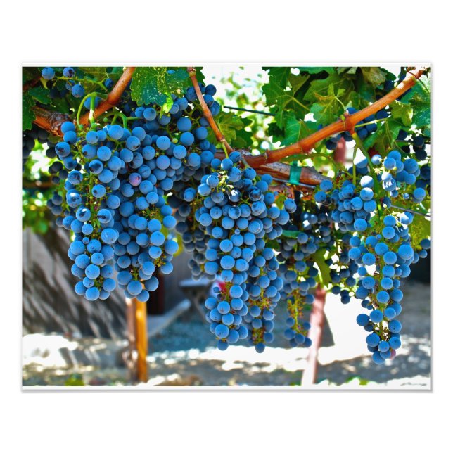 Napa Valley Winery Grapes Photo Print (Front)