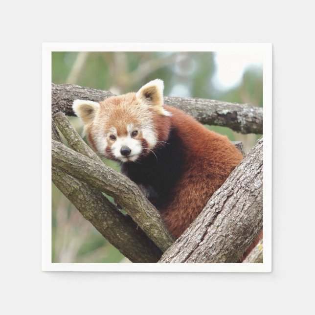 Napkins Photo red panda , animals 0464. (Front)