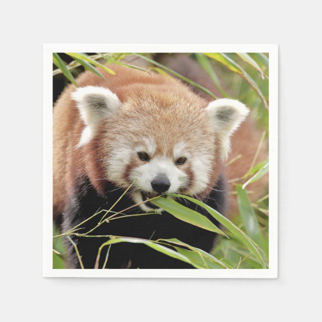 Napkins Photo red panda , animals 0468. (Front)