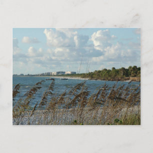 Naples Beach Dunes Postcard
