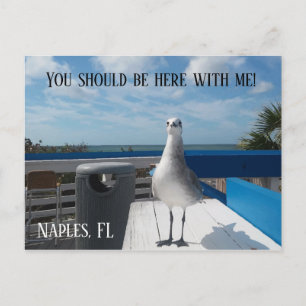 NAPLES, FL Cute Seagull Print Beach Postcard