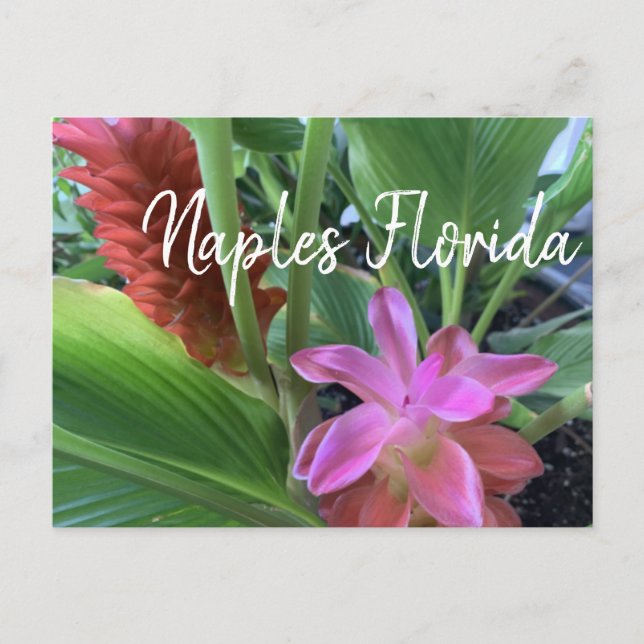 Naples Florida Tropical Flowers Postcard (Front)