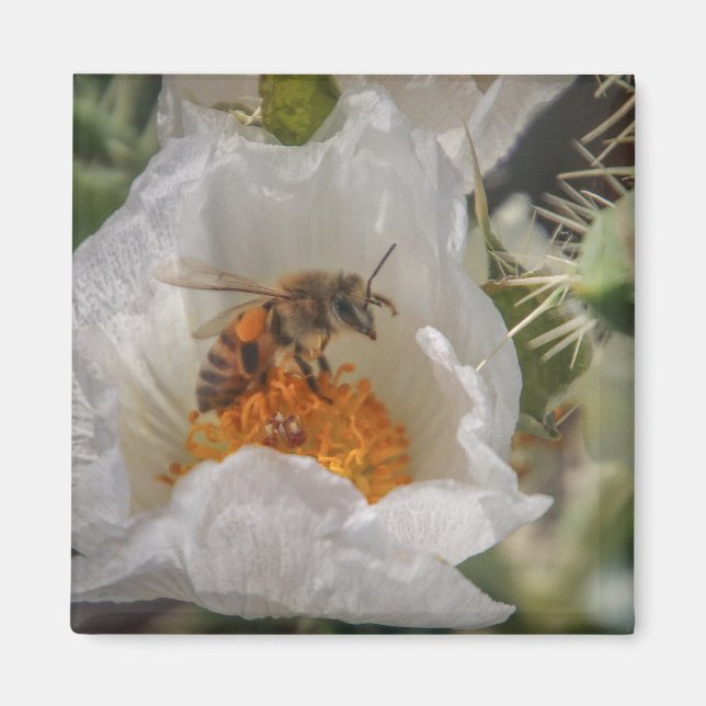 napping bee magnet (Front)