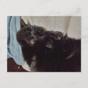 Napping Black Cat Postcard