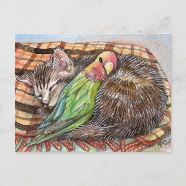 Napping Buddy Postcard (Front)