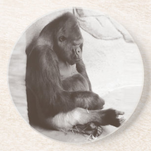 Napping Gorilla Photograph Coaster