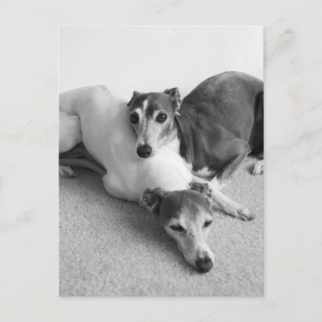 Napping Italian Greyhounds Postcard (Front)