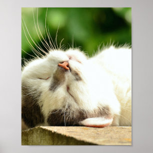 NAPPING KITTY  POSTER