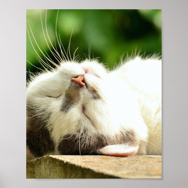 NAPPING KITTY  POSTER (Front)