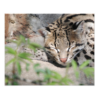 Napping Ocelot Photo Print