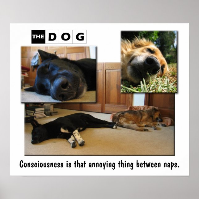 Napping. Poster (Front)