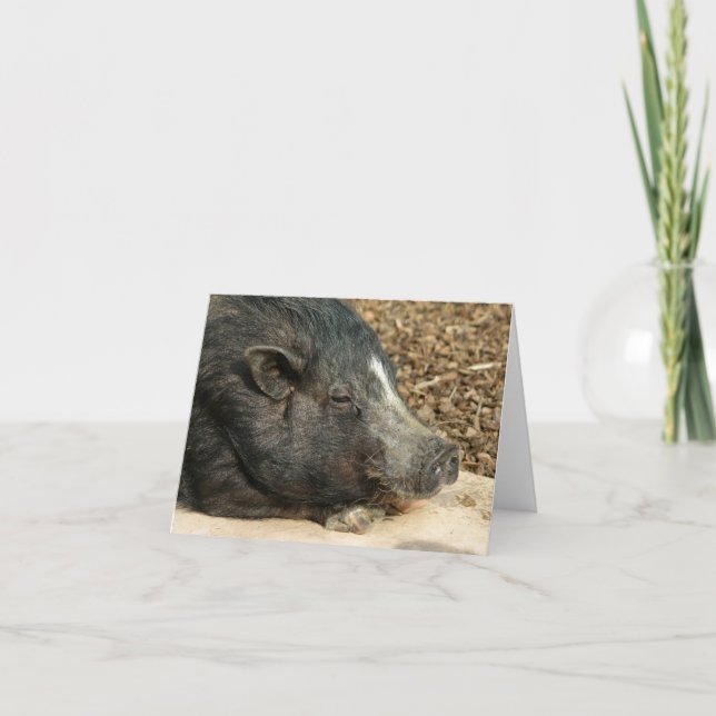 Napping Pot-Bellied Pig Card (Front)