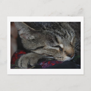 Napping Tabby Postcard