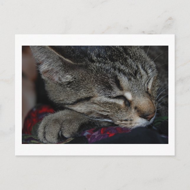 Napping Tabby Postcard (Front)