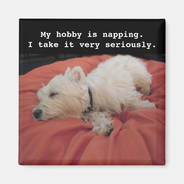 Napping Westie Photo Magnet (Front)