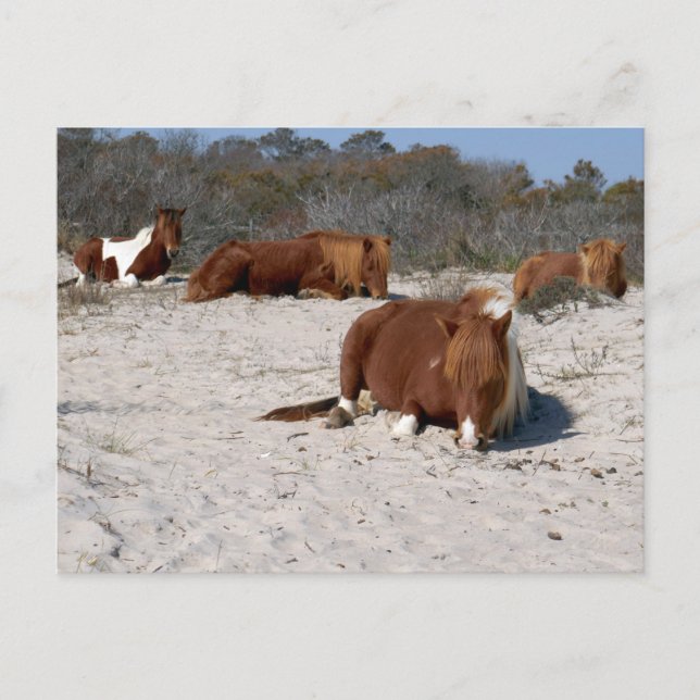 Napping Wild Ponies at Assateague National Park Postcard (Front)