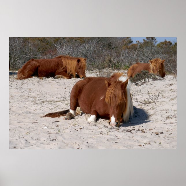 Napping Wild Ponies at Assateague National Park Poster (Front)