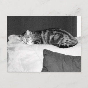 Naptime for Indigo Postcard