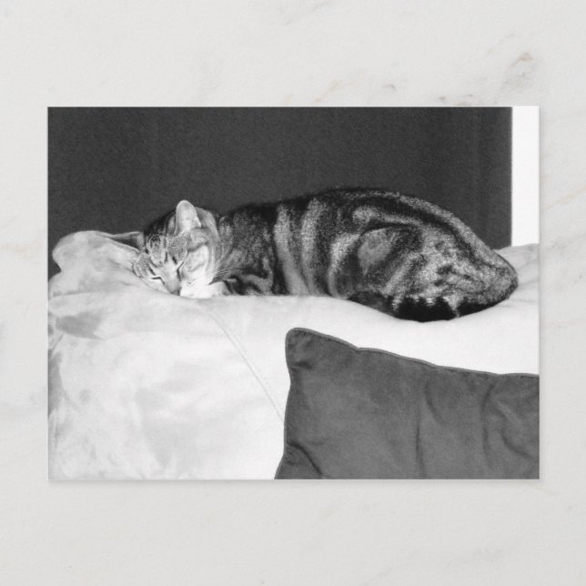 Naptime for Indigo Postcard (Front)