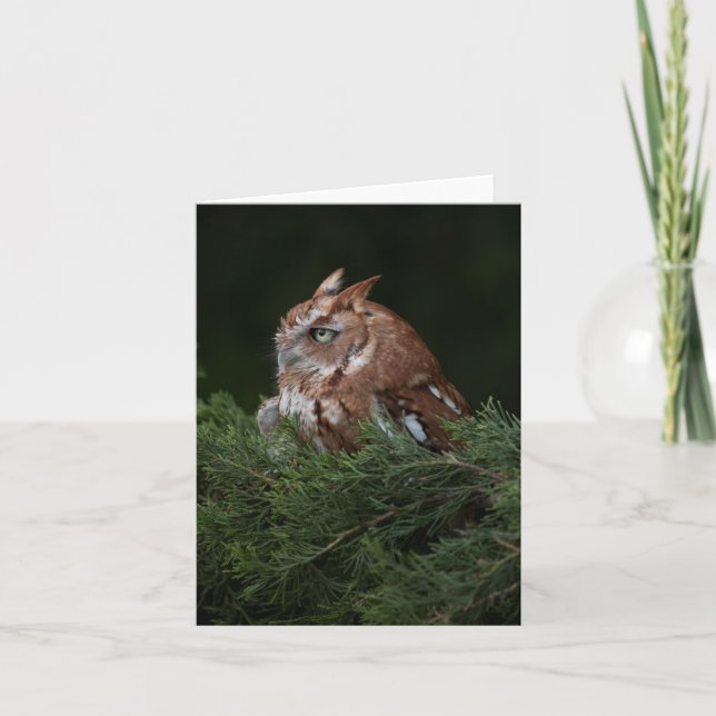 Naptime for Screech Owl note card (Front)