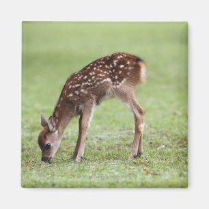 Nara Prefecture, Honshu, Japan Magnet