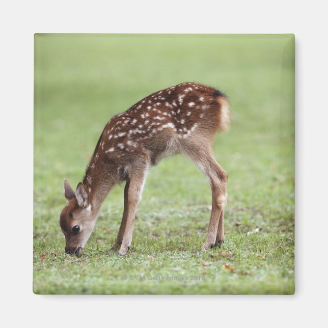 Nara Prefecture, Honshu, Japan Magnet (Front)