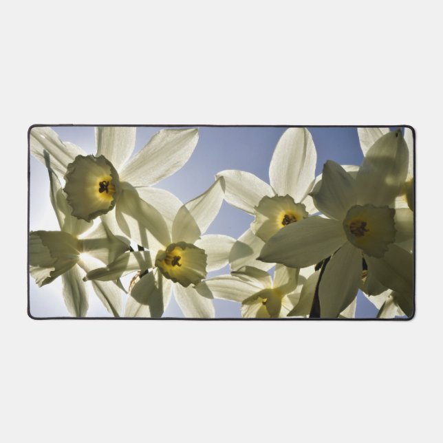 Narcissen die bloeien met een lente blauwe lucht  desk mat (Front)