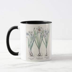 Narcissi: 1.Narcissus maximus medio purpureus; 2.N Mug