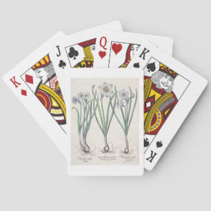 Narcissi: 1.Narcissus maximus medio purpureus; 2.N Playing Cards
