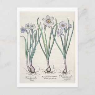 Narcissi: 1.Narcissus maximus medio purpureus; 2.N Postcard
