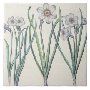 Narcissi: 1.Narcissus maximus medio purpureus; 2.N Tile