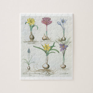 Narcissi, Crocuses and Hyacinth: 1.Narcissus autum Jigsaw Puzzle
