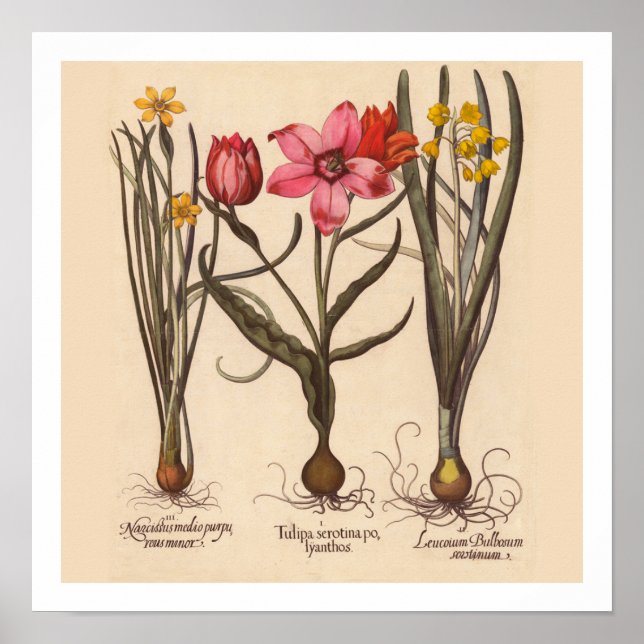 Narcissus Botanical Print (Front)