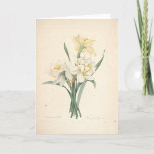 Narcissus by Redoute Botanical Sympathy Card